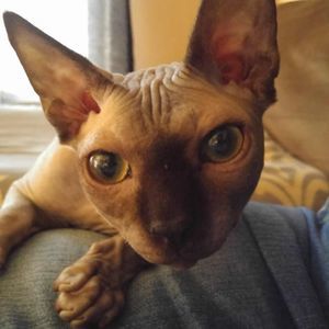 Meet your Posher, Kellie